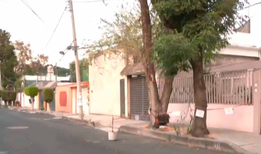 panal de abejas carpinteras en Azcapotzalco